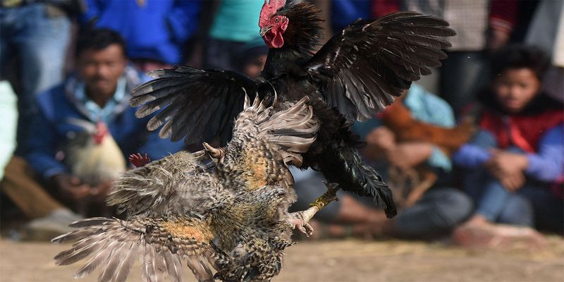 Luật đá gà miền nam